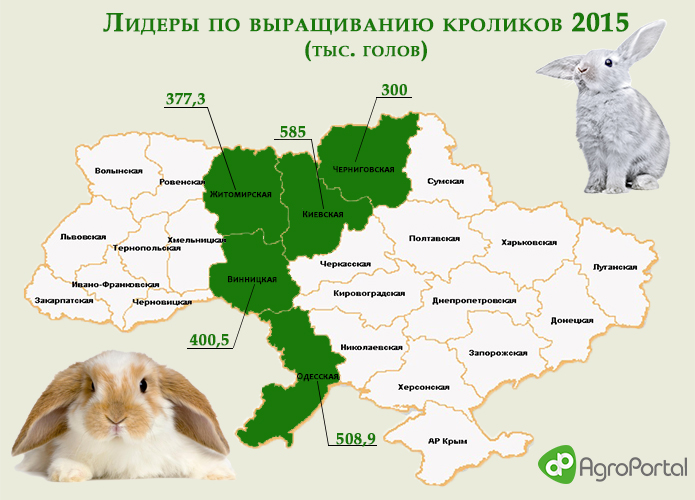 ТОП 5 областей по выращиванию кроликов