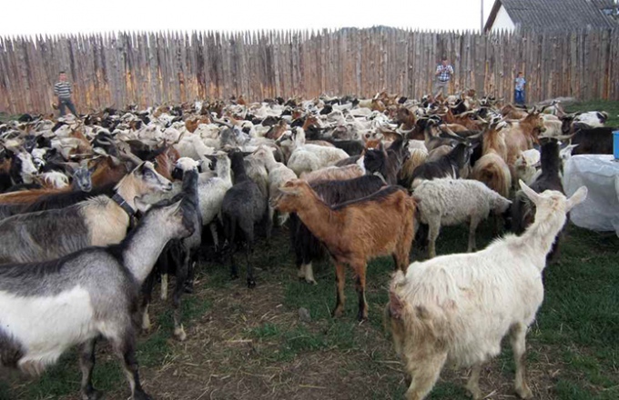 Закарпатских овец гонят на полонину. Источникпат фото: «Голос Карпат»
