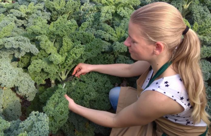 Источник фото: Семейное хозяйство «Карпусь» - процесс сбора урожая капусты Кейл