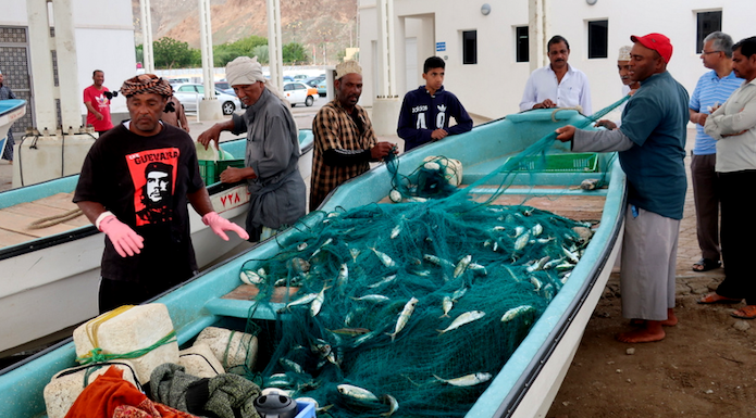 Мускат, Мутрах. Рыбаки выпутывают рыбу из Сетей, а покупатели уже ждут с наличными возле носа лодки.
