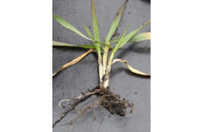 Відновлення вегетації озимих зернових культур —  відростання вторинної кореневої системи