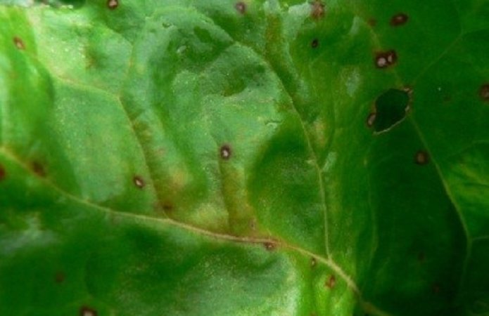 Рис. 1. Ураженні церкоспорозом (Cercospora beticola) листки цукрових буряків