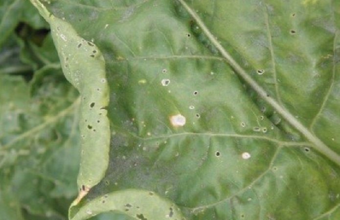 Рис. 2. Рамуляріоз цукрових буряків (Ramularia beticola)