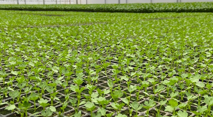 Розсада кореневої селери проводить у розсадному відділенні фабрики приблизно 2 місяці