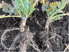Рослини ріпаку озимого, які мають пошкодження кореня озимою совкою (23 лютого 2022 р.)
