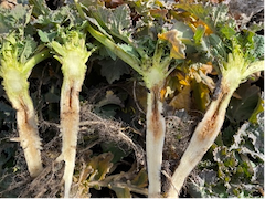 Растения рапса озимого, имеющие растрескивание корня и поражение бактериозом из-за повреждений почвенными вредителями (23 февраля 2022 г.)