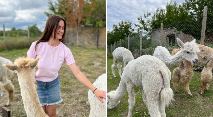 Джерело фото: AgroPortal.ua