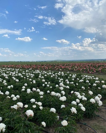 Поле півоній на Буковині, фото