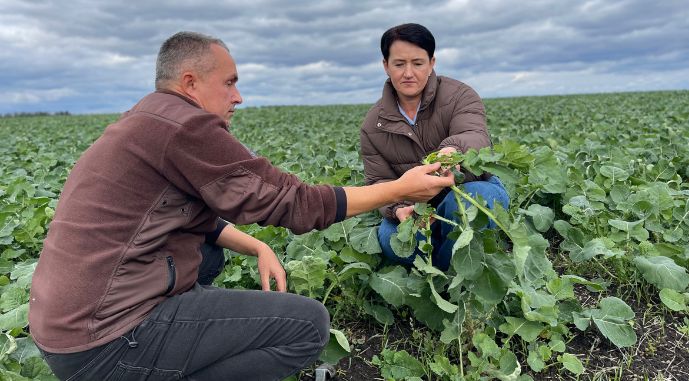 Огляд посівів ріпаку, фото