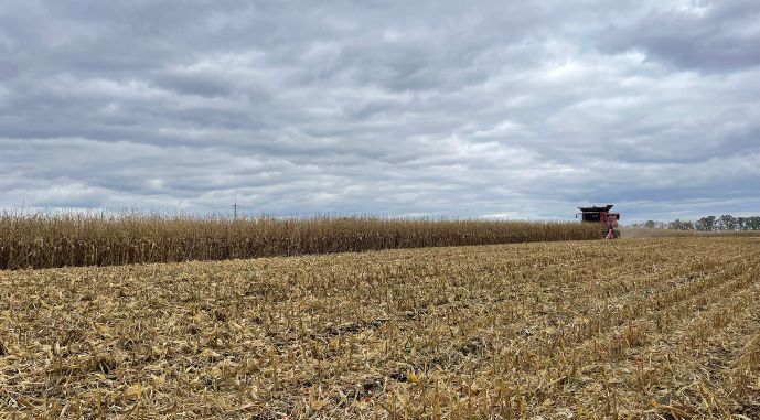 Кукурудзу збирають з вологістю 20%, фото