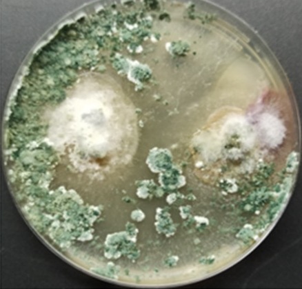 Trichoderma, штами видів, фото