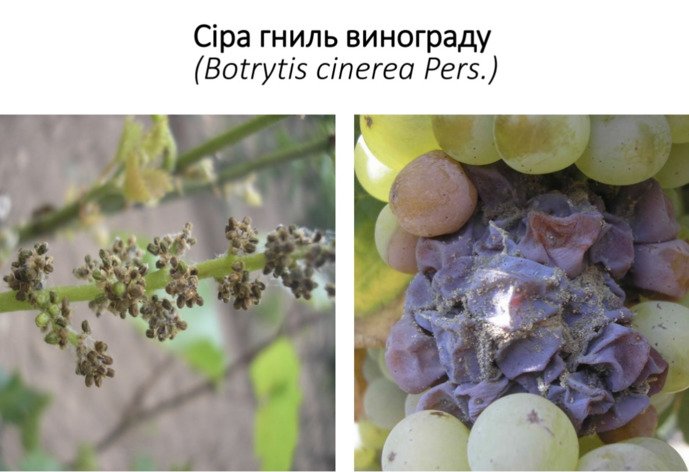 Сіра гниль винограду, фото