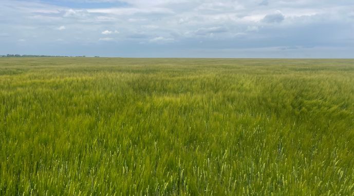 В Україні зберуть на 10% менше ячменю, фото