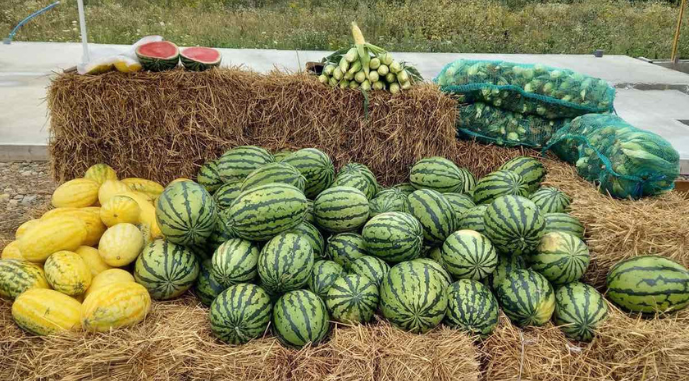 Урожай кавунів ФГ Овочі Слобожанщини на Івано-Франківщині, фото