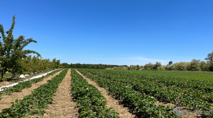 Джерело фото: AgroPortal.ua