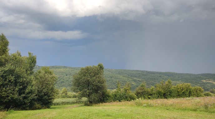 Унікальне ягідна плантація у Карпатах, фото