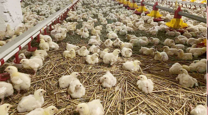 На Львівщині продають птахофабрику, що працює