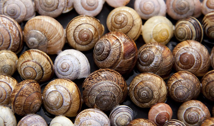 Ukraine exported over 2 million dollars worth of snails in six months