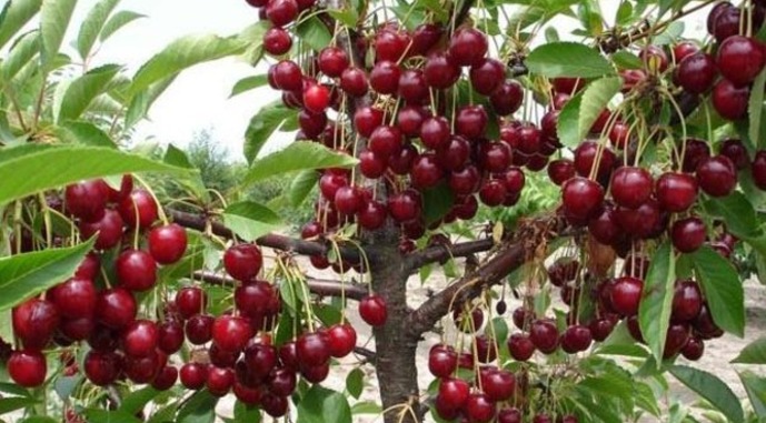 Сбор урожая вишни в Рязани