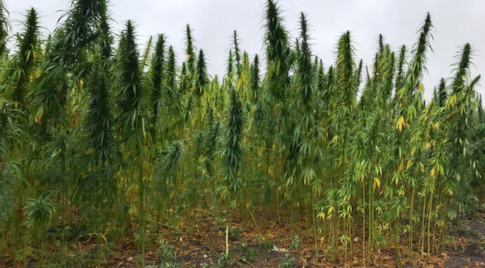 Менің қолым кептеліп қалды, ол мені ұрды.