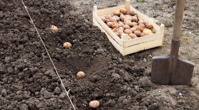 Коли і як садити картоплю: практичні поради