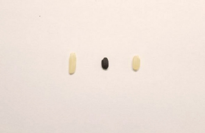 Сорти рису: індійський рис, древній і японський рис (зліва направо). Джерело фото: Eatglobe