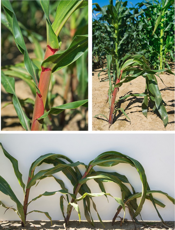 Чопра начал исследования гена ufo1 кукурузы из-за его связи с оранжевой/красной пигментацией в мутантной линии кукурузы