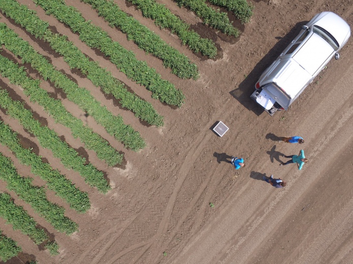 Запуск БПЛА на полях Syngenta