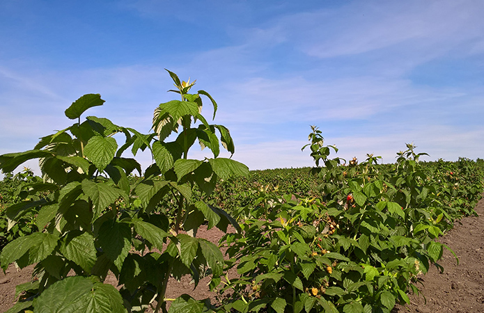 Источник фото: Алла Стрижеус, AgroPortal.ua