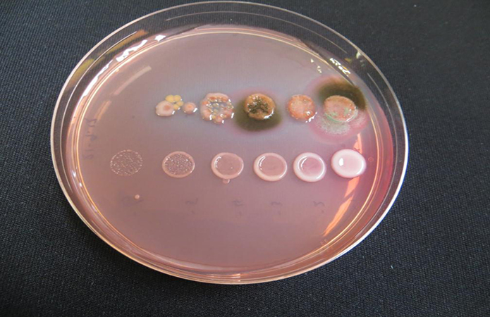 Результати відрощування бактерій з препаратів конкурентів (верхній ряд) та Преміум Інокулянту за різних концентрацій (нижній ряд) на живильному середовищі
