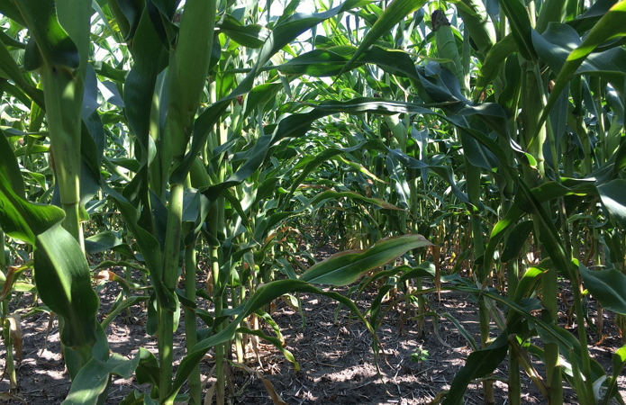 Кукуруза по состоянию на 21 августа