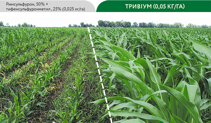 Отсутствие фитотоксического действия после обработки гербицидом Тривиум чувствительного к римсульфурон гибрида кукурузы