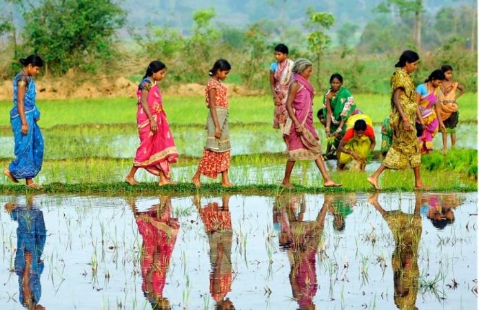 Женщины работают на рисовой платнации