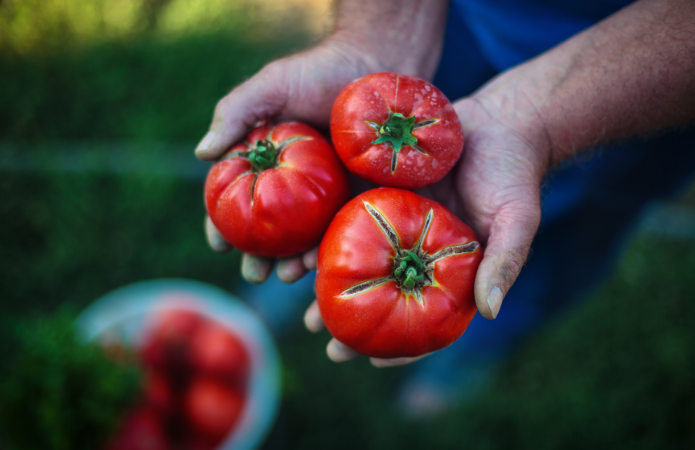 С одного куста — 5 кг плодов. Секрет выращивания помидоров оттернопольского фермера - AgroPortal.ua