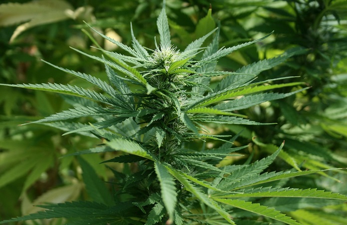 Марихуана шала выращивание марихуаны в гидрогель