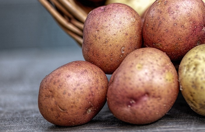 Сорта картофеля устойчивые к фитофторозу. Болезни картофеля. Картопля хвороби.