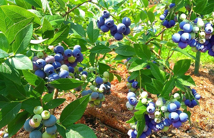 Голубика с гор: как выращивают ягоду в уникальном в Украине саду -AgroPortal.ua